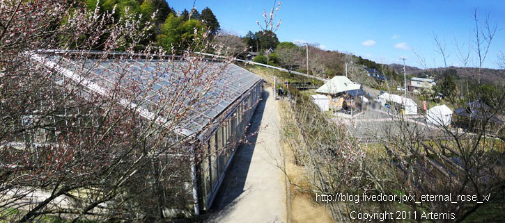 16.3.20.3 神代梅の里公園 (78)