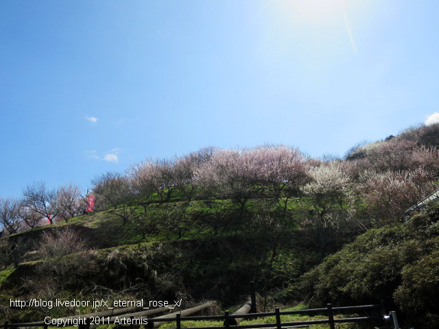 16.3.20.3 神代梅の里公園 (116)