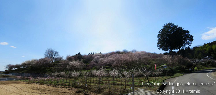 16.3.20.3 神代梅の里公園 (79)
