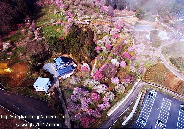 16.3.20.3 神代梅の里公園 (118)