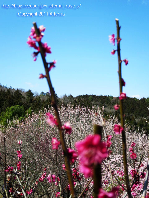 16.3.20.3 神代梅の里公園 (103)