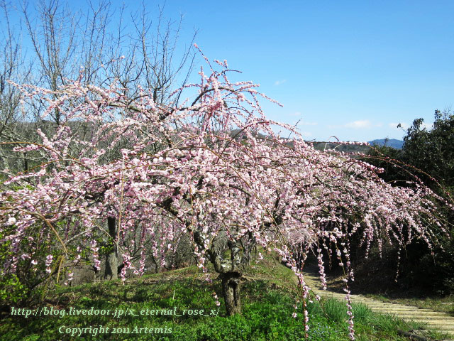 16.3.20.3 神代梅の里公園 (95)