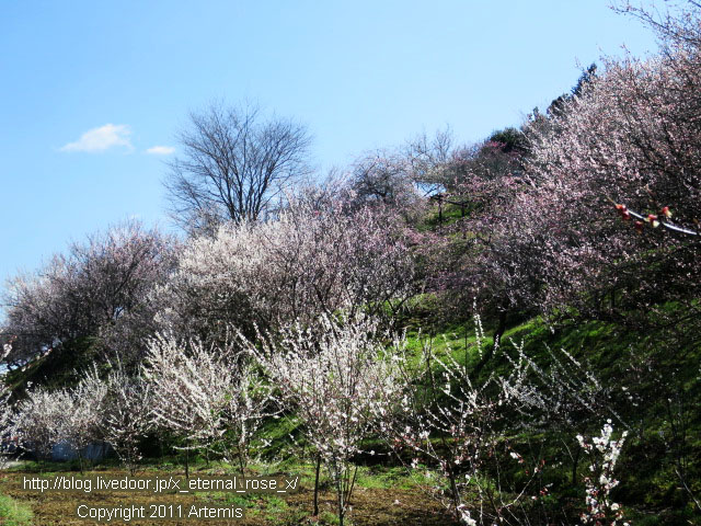 16.3.20.3 神代梅の里公園 (137)