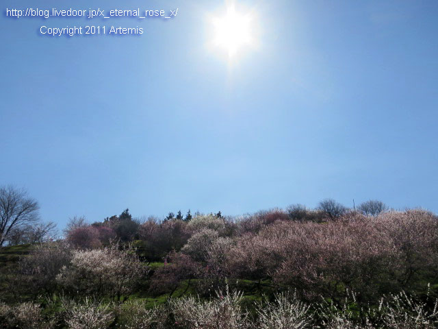 16.3.20.3 神代梅の里公園 (142)