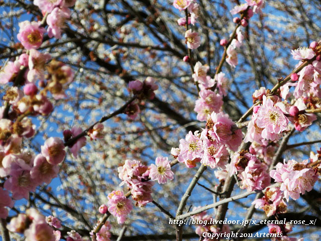 16.3.20.3 神代梅の里公園 (91)