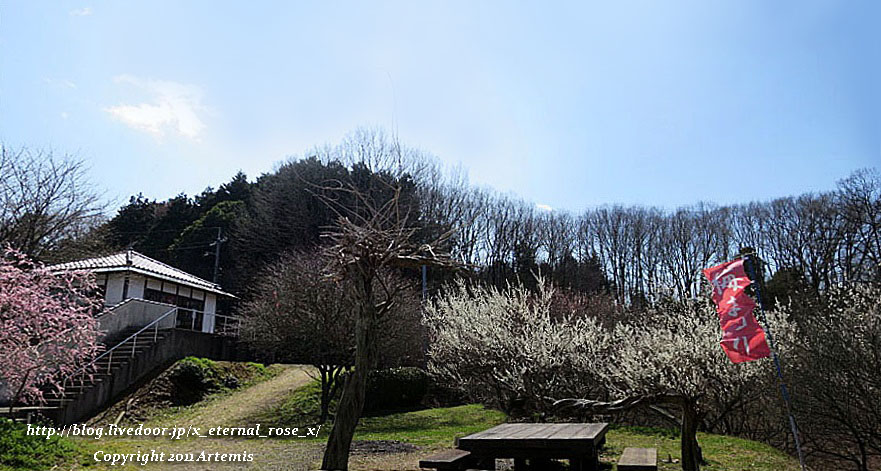 16.3.20.3 神代梅の里公園 (145)