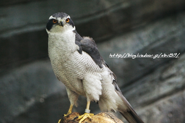 4/16 Ueno Zoological Gardens(その2)