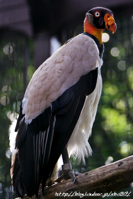 ～名も無き修羅～＠Digital Photo Diary:4/16 Ueno Zoological Gardens <b>...</b>