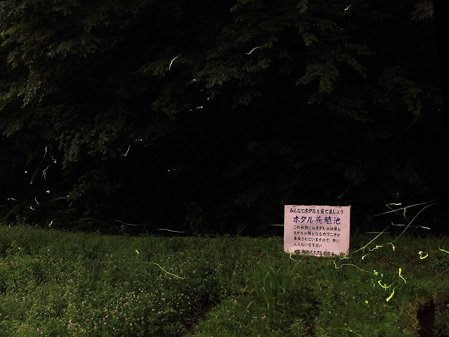 6/14 栃木県足利市 名草ほたるの里(その2) : ～名も無き修羅