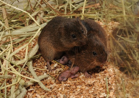 prairie vole