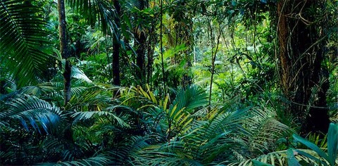 tropical rainforest