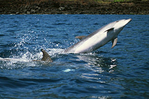 Bottlenose