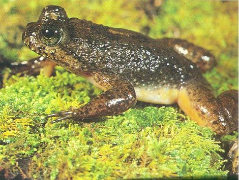 Rheobatrachus silus