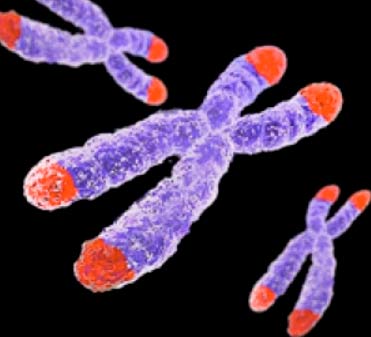 telomere
