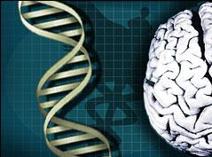 intelligence gene