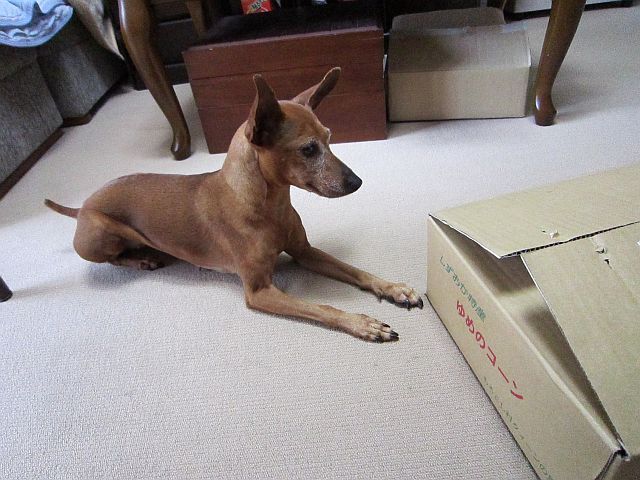 頂き物