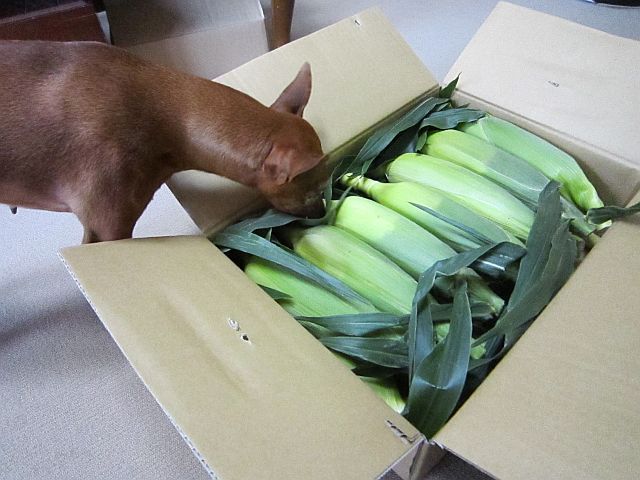 頂き物