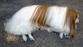 xiaolong