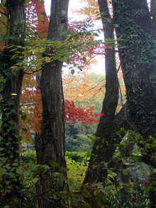 autumn-leaves