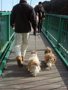 suspension-bridge