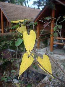 autumn-leaves