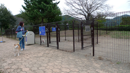 dogrun