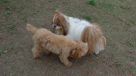 xiaolong