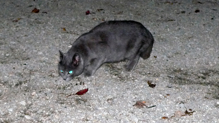 cat