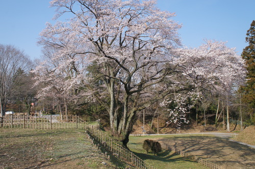 DSC02595