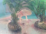 ウーパー