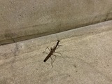 カマキリ