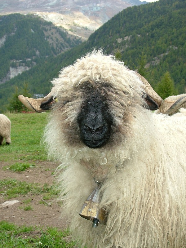 animal-79783_1280