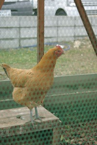 koretto0131