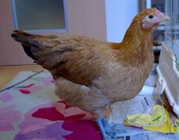 corette