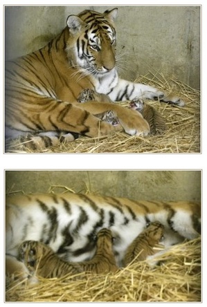 永遠の破片:《<b>京都市動物園</b>に虎の子が！》