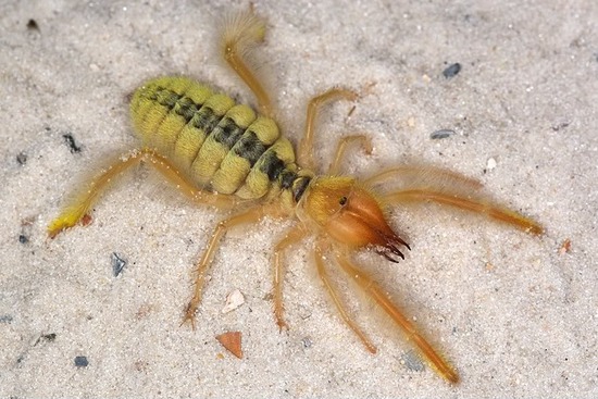 世界三大奇虫 ヒヨケムシ(キャメルスパイダー) e04011d3 s 世界三大奇虫 ヒヨケムシ(キャメルスパイダー)