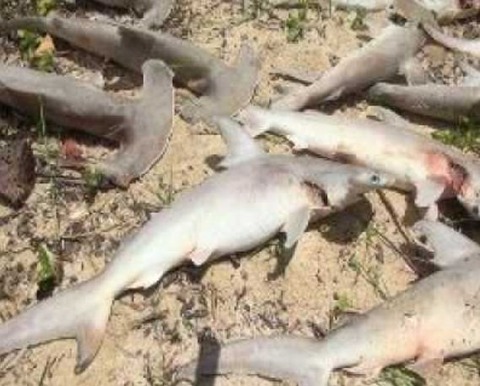 シュモクザメ大量死02