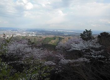 yamazakura