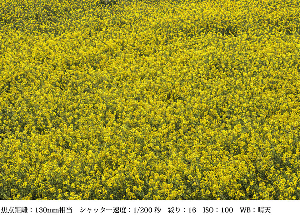望遠_花畑のみ