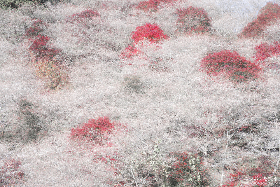 愛知県_豊田市_川見四季桜の里_171119_0233
