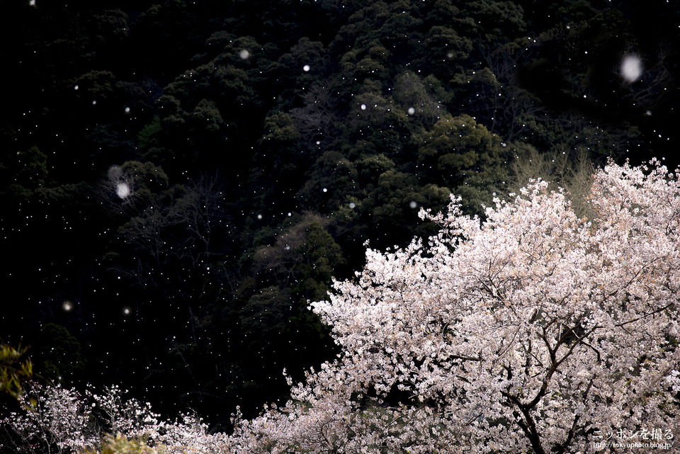 奈良県_桜井市_長谷寺_桜吹雪