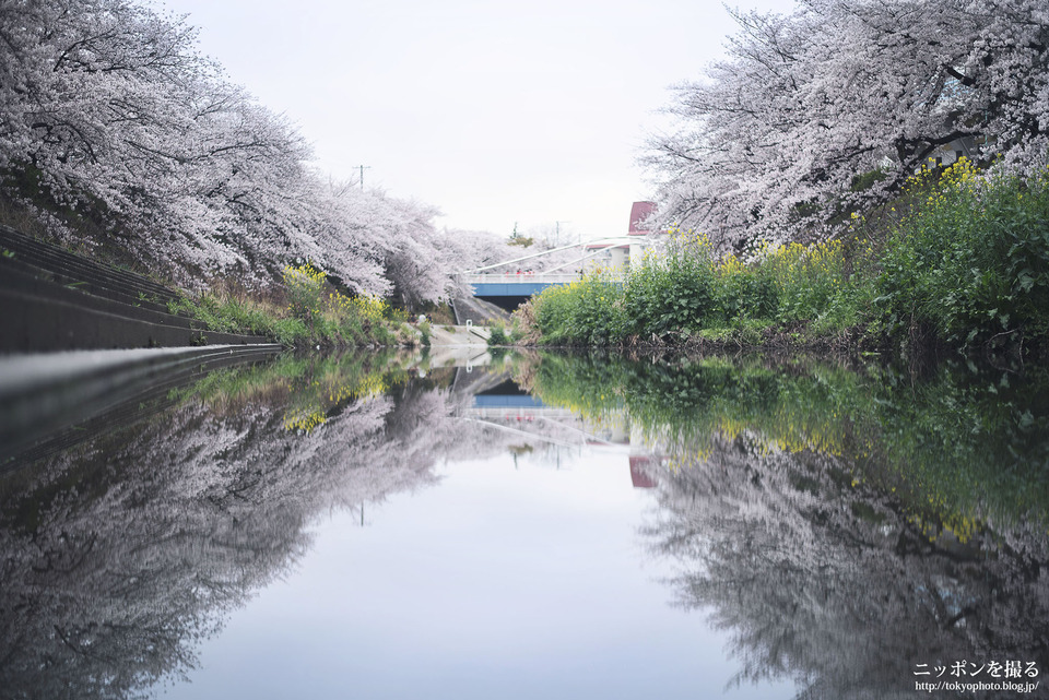 山崎川_0136