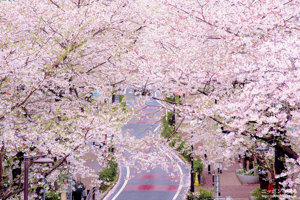渋谷160405_0085_桜