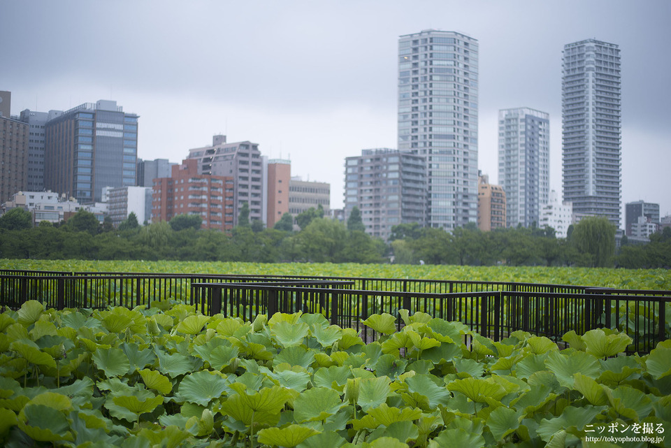 Main_東京_上野_不忍池_0014