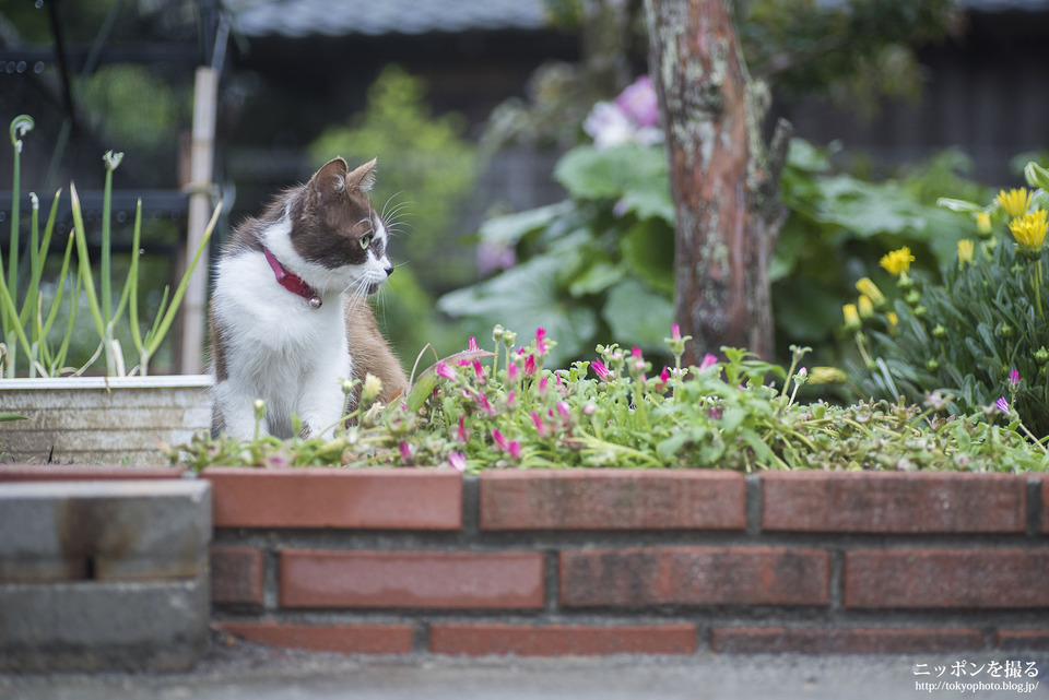 猫_0022