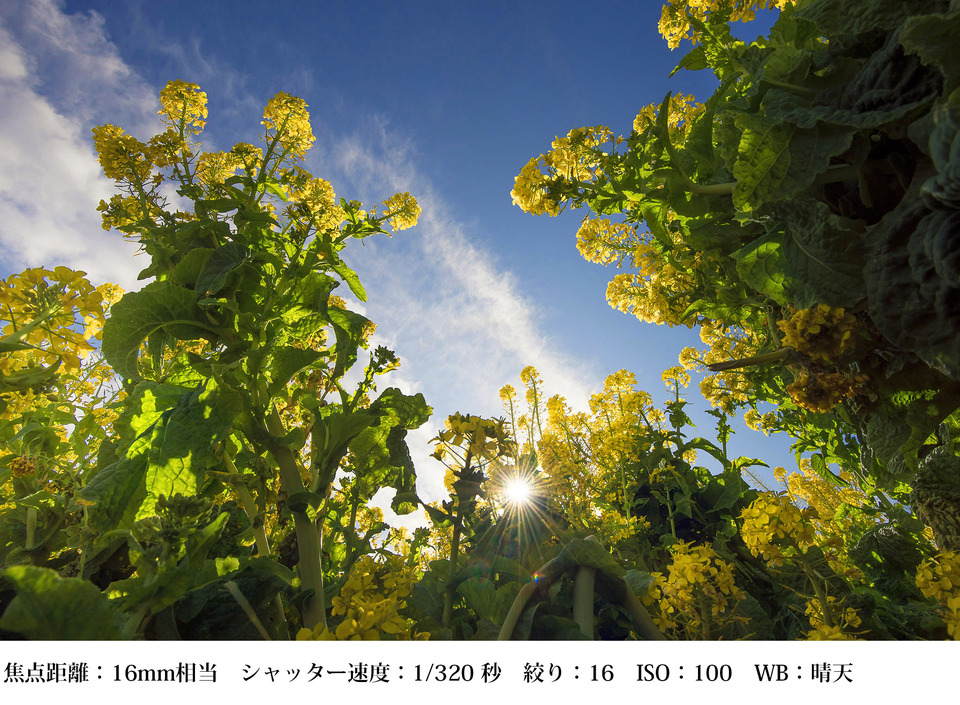 広角_空を見上げる