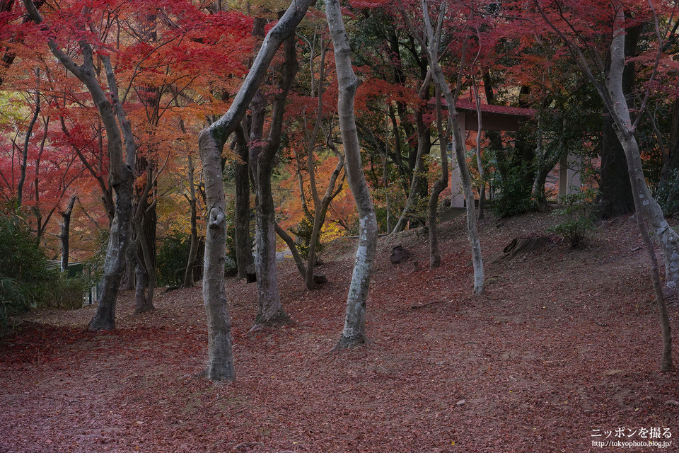 愛知県_岡崎市_岡崎東公園_181201_0372