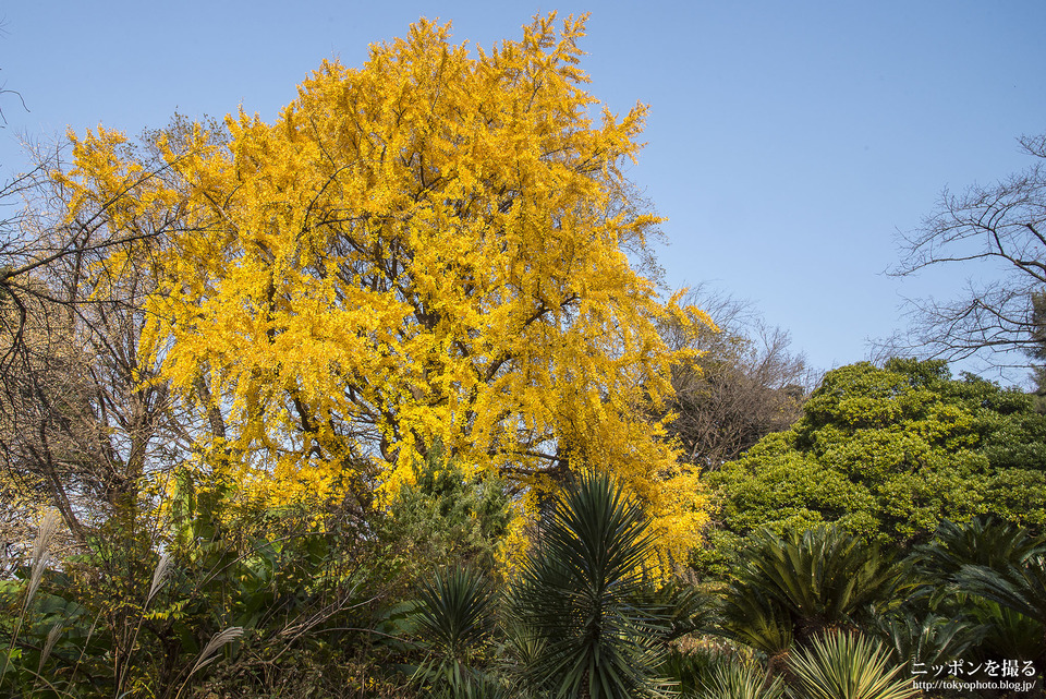 小石川植物園_0000