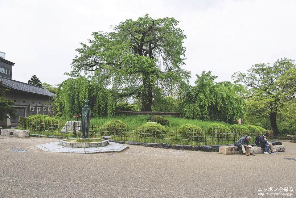 京都府_京都市東山区_円山公園_0379