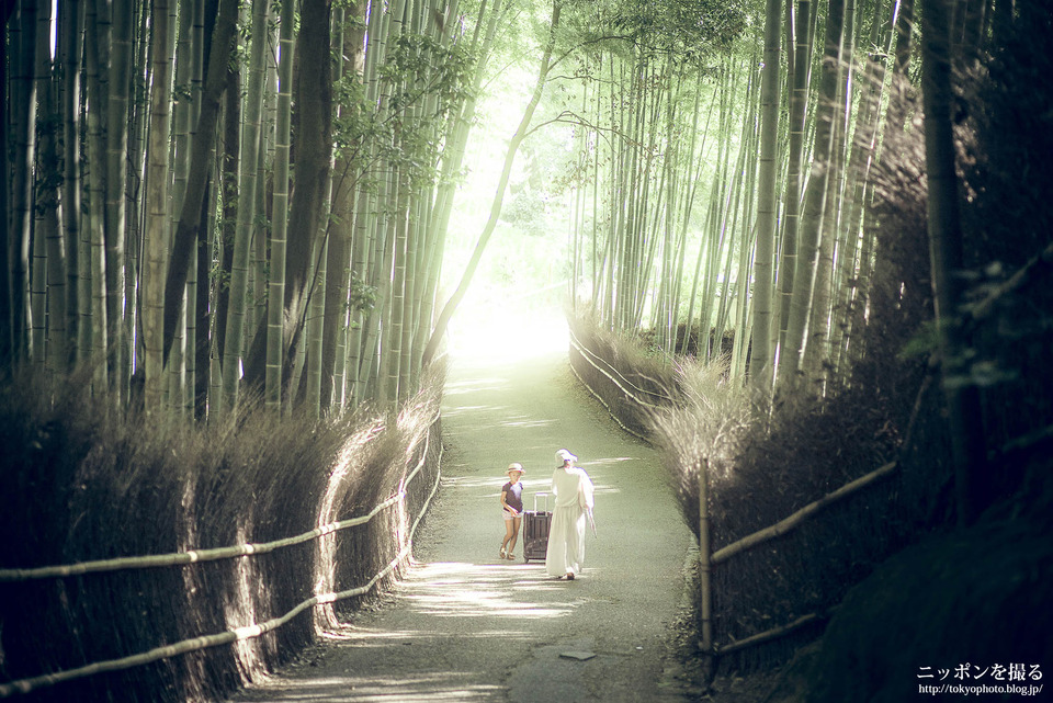 嵯峨野竹林_0070
